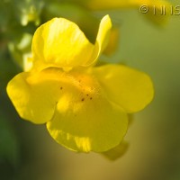 Monkey Flower